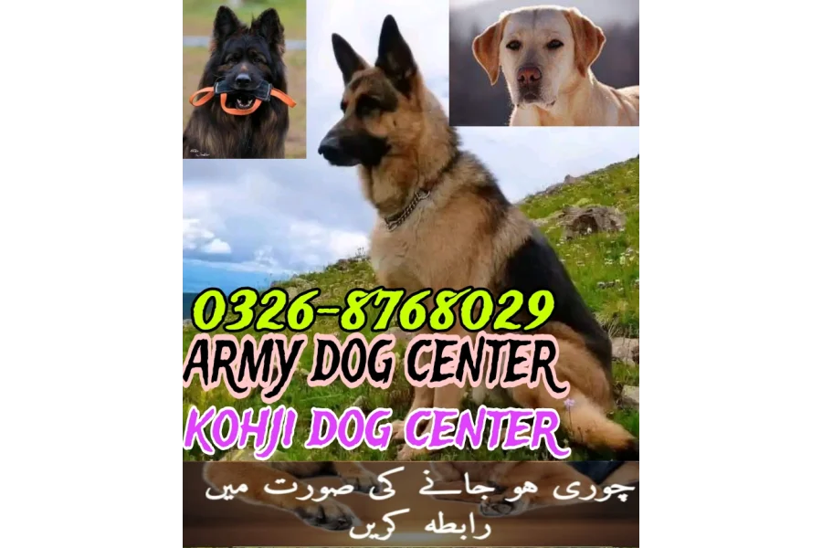 Army Dog Center Nawabshah 0346-6108015