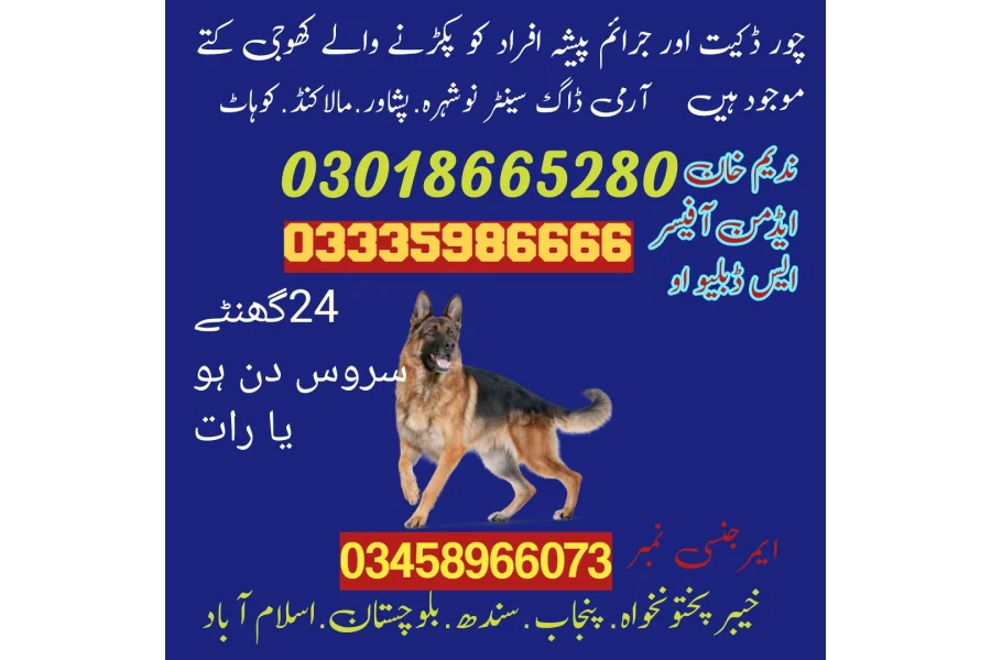 Army dog center Gujar khan 03009195279 khoji dog center gujar khan