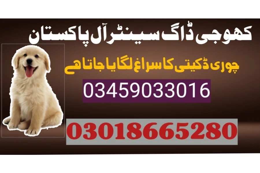 کھوجی ڈاگ سنٹر گجرات 03009195279 آرمی ڈاگ سنٹر