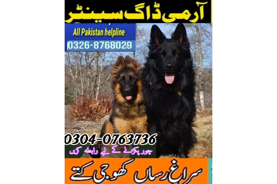 Army Dog Center Mardan 03003787282