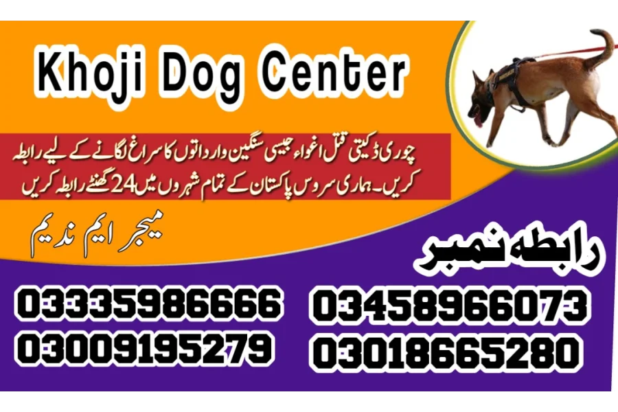 Army dog center Chichawatni 03458966073 (Khoji dogs in Chichawatni)
