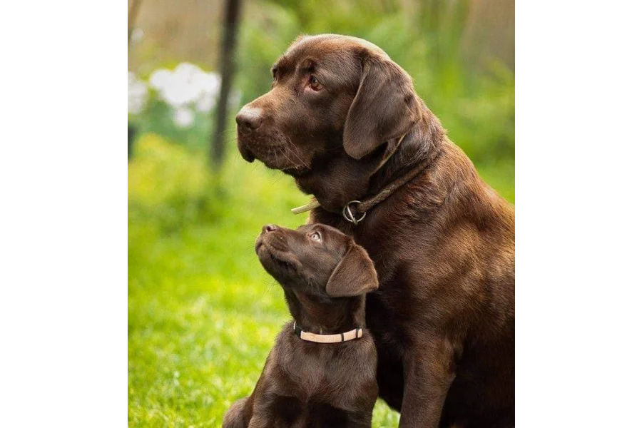 آرمی ڈاگ سنٹر واہ کینٹ 0300-3787282