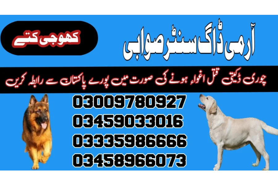 Army Dog Center Swabi 03458966073 (Khoji Dogs In Swabi)