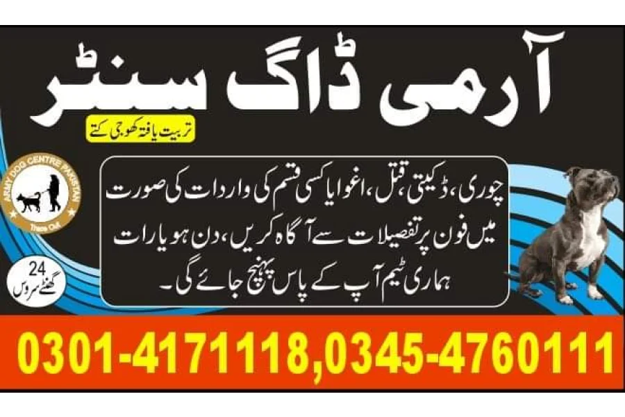 Army Dog Center Haveli majoka 03335698052