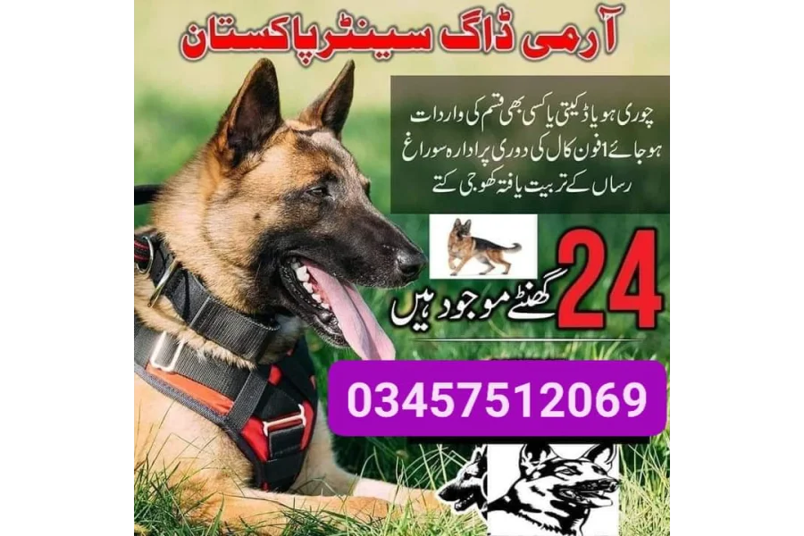 Army Dog Center Rawalpindi 03455606639