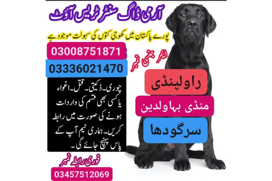 Army Dog Center Sargodha 03455606639