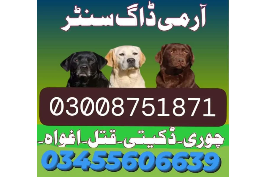 Army Dog Center swabi 03336021470