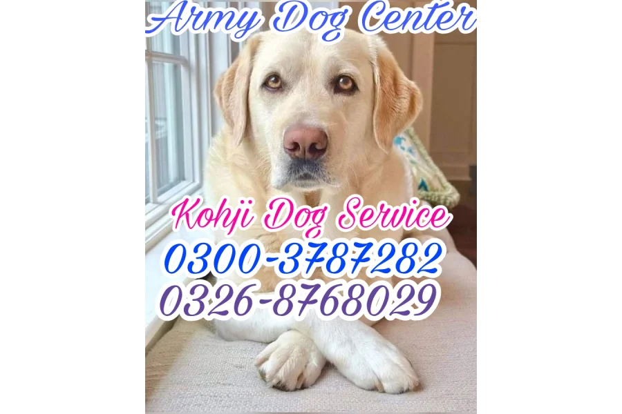 Army Dog Center Whacantt 0304-0763736