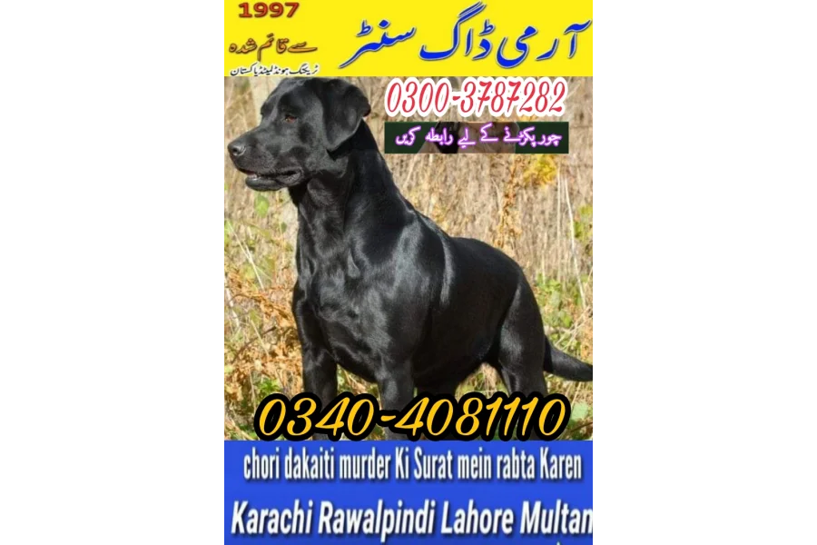 Army Dog Center Murree 03003787282