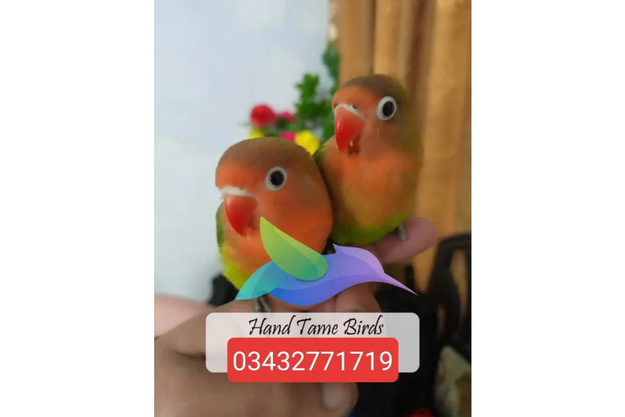 Hand Tamed Birds Cocktails love birds budgies ringneck hand tamed