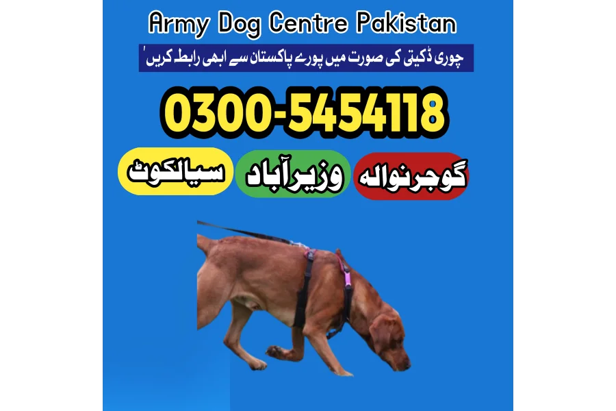 کھوجی ڈاگ سنٹر ۔کھوجی کتے۔03005454118 ! آرمی ڈاگ سنٹر آل پاکستان