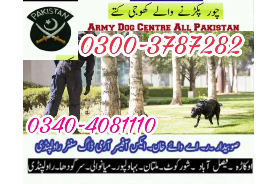 آرمی ڈاگ سینٹر کراچی 03003787282