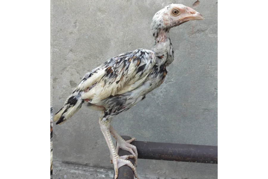 Aseel Number One – Premium Breed for Sale