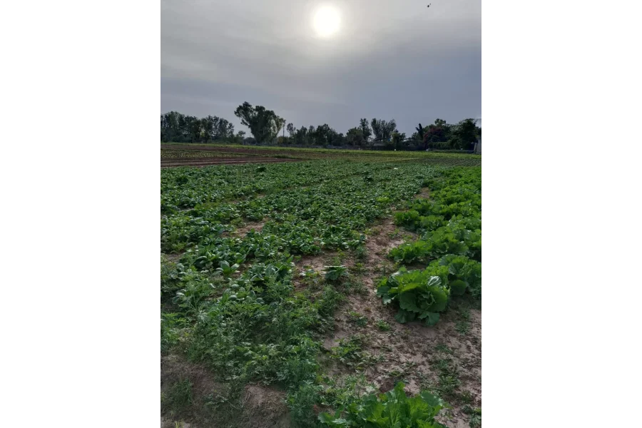 25 Kanal Farm for Sale in Chak Shehzad, Islamabad