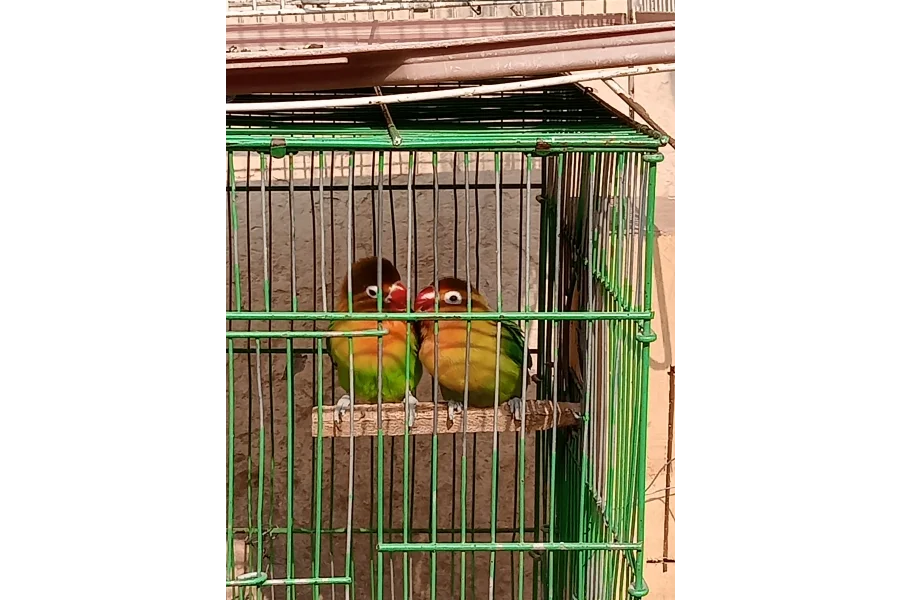 محبت کے پرندے