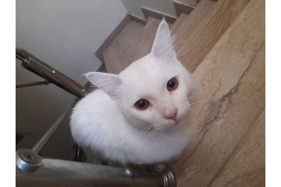 Beautiful Cat pair male and female