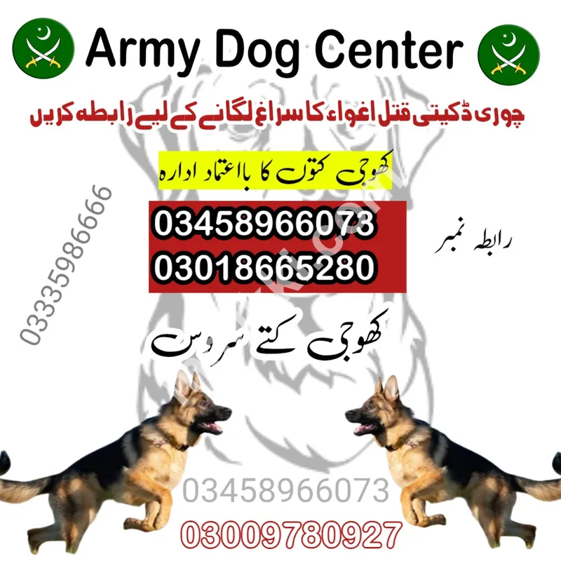 کھوجی ڈاگ سنٹر راولپنڈی 03009780927 | کھوجی کٹہ راولپنڈی | راولپنڈی میں فوج کے کتے | کھوجی کتے راولپنڈی رابطہ نمبر