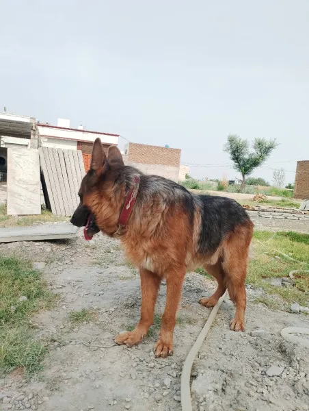 Army Dog Center Jauharabad