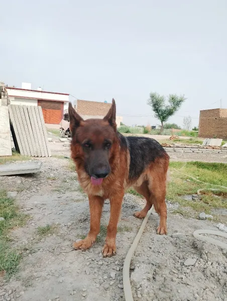 army Dog Center Mianwali